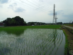 2017/06/24_水田に雲
