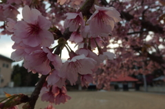 2016/03/27_放光寺の桜