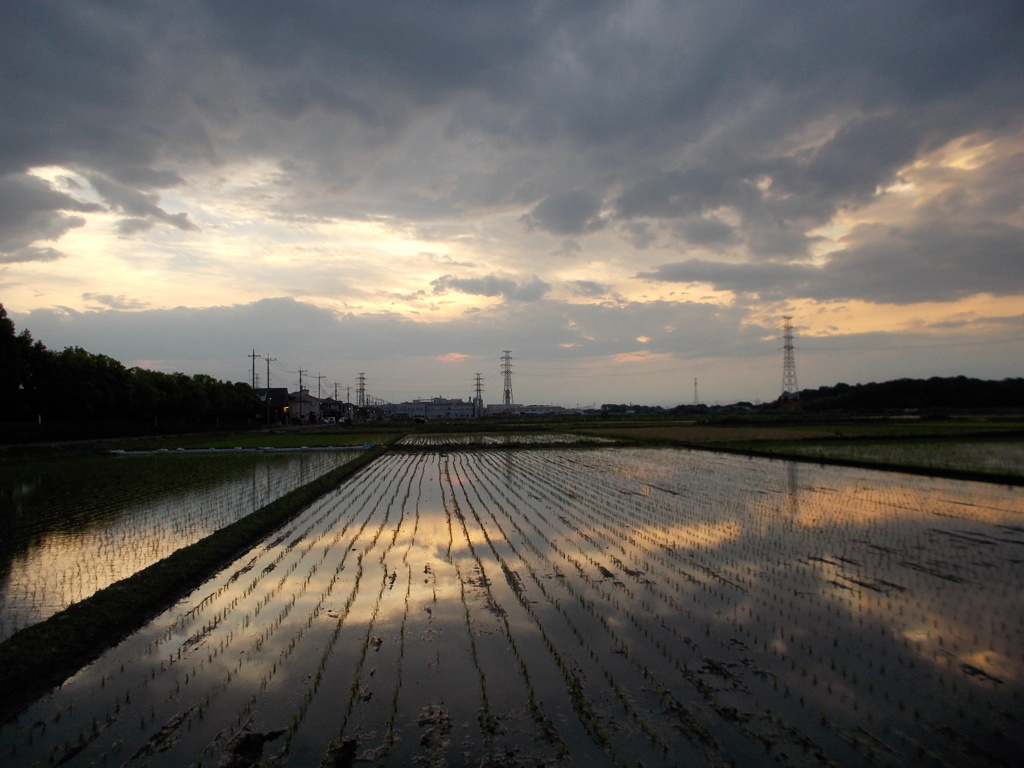 2017/06/10_水田の夕暮れ