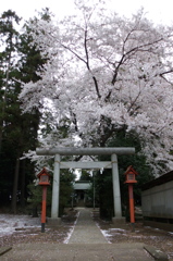 2015/04/04_伊奈崇霊社の桜