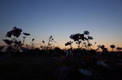 2014/10/18_夕暮れのコスモス