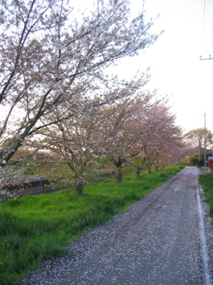 2017/04/15_桜の道