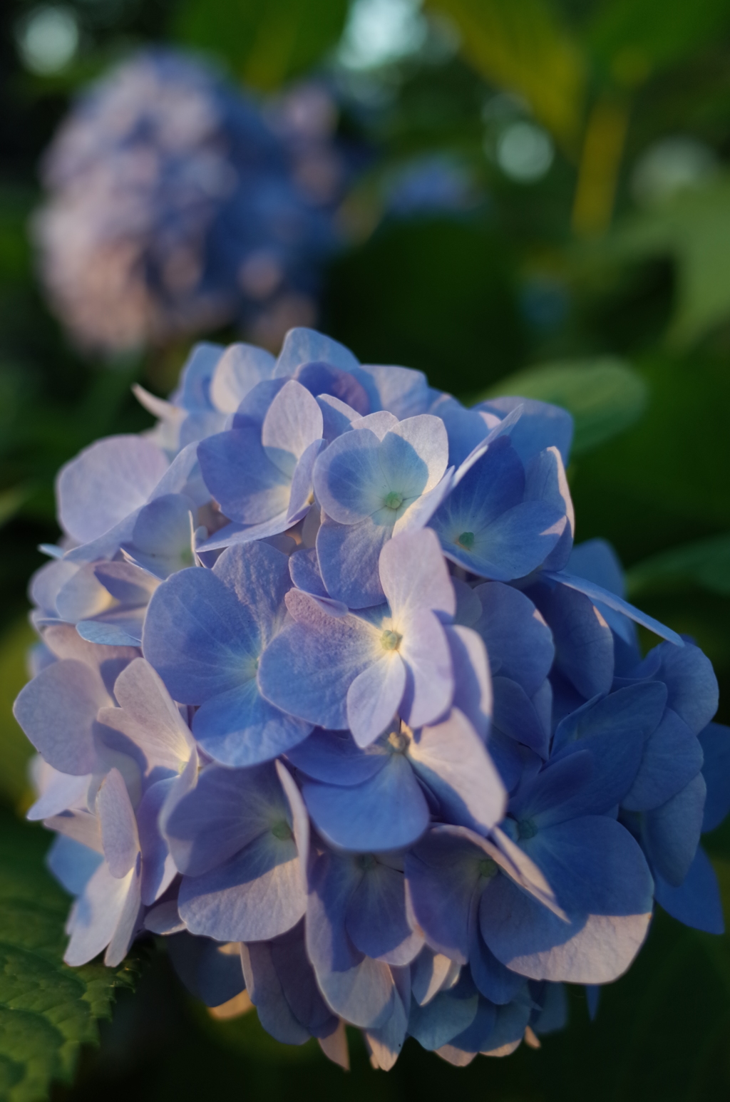 2016/06/18_伊奈アジサイ園の夕暮れ紫陽花