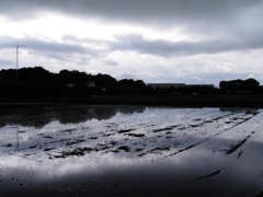 2017/05/14_水田の曇天