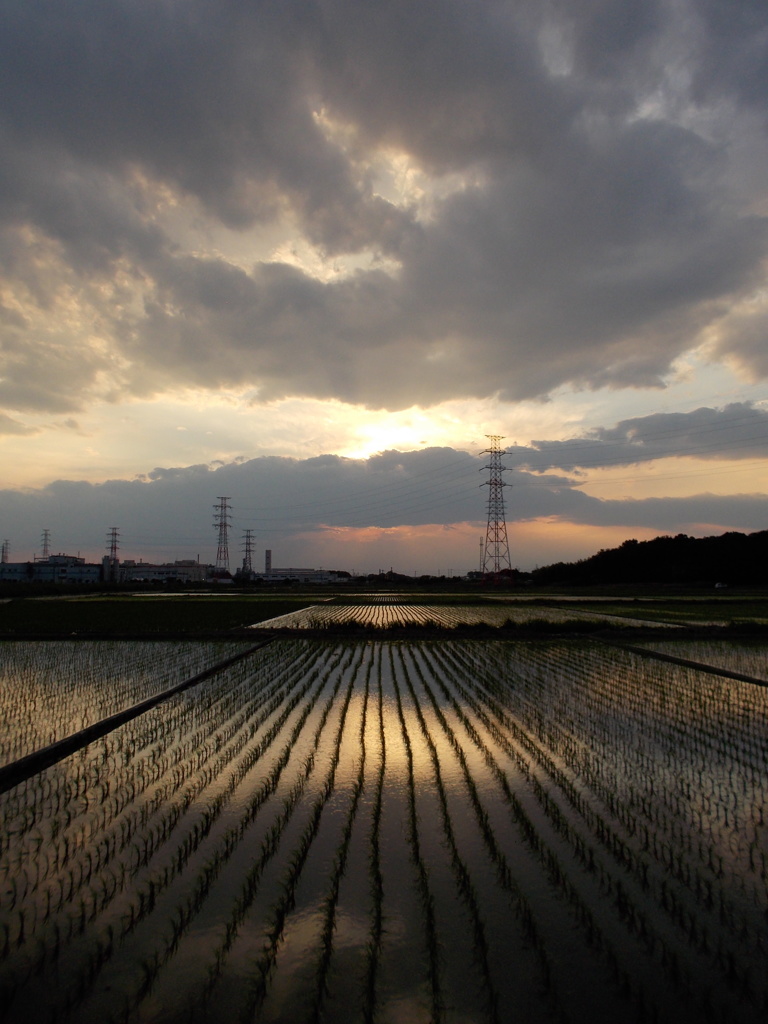 2017/06/10_水田の夕暮れ