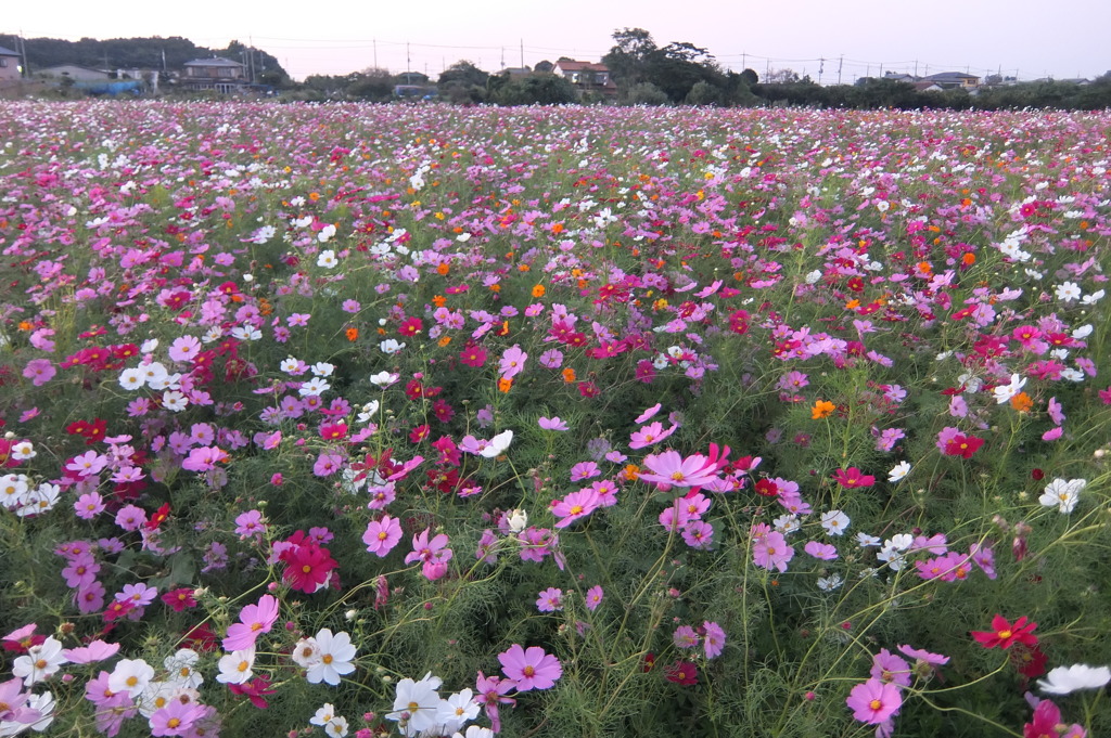 2014/10/18_コスモス畑