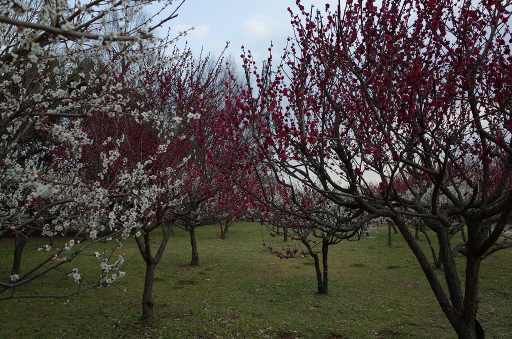 2016/02/28_花の丘農林公苑の紅白梅