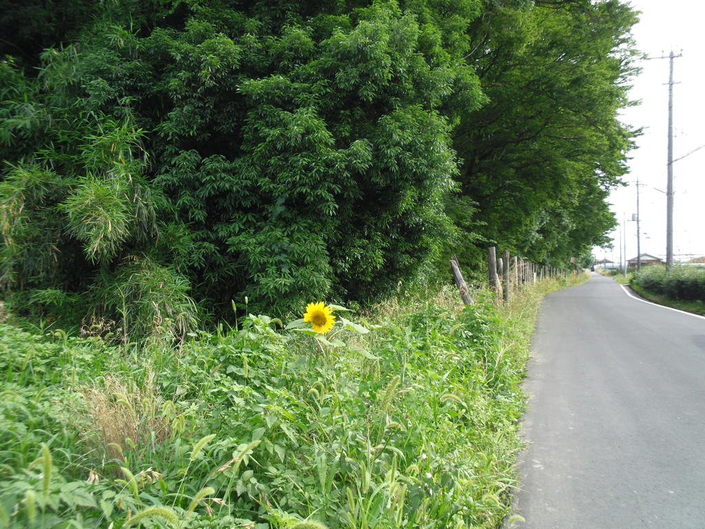 2017/06/24_向日葵独り咲き