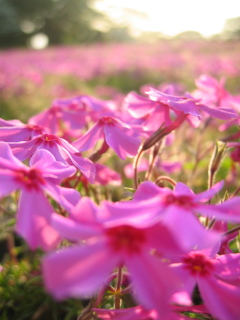 2017/04/30_花の丘農林公苑の夕暮れ芝桜