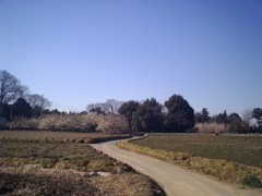 2014/03/15_カーブする道