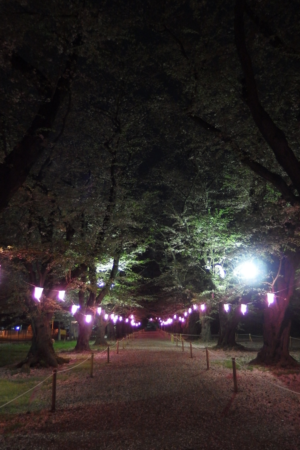 2016/04/10_小室無線山の夜桜