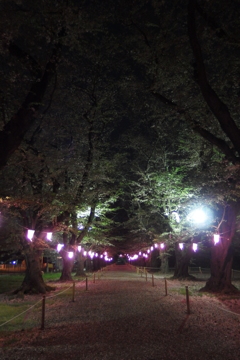 2016/04/10_小室無線山の夜桜