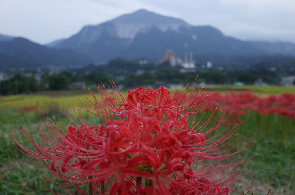 2015/09/21_寺坂棚田の彼岸花と武甲山