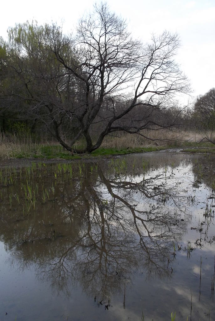 2016/03/26_北本自然観察公園