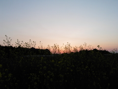 2017/04/15_夕暮れ菜の花