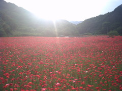 2015/05/23_ポピー畑