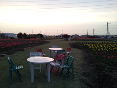 2016/04/10_夕暮れの花のオアシス