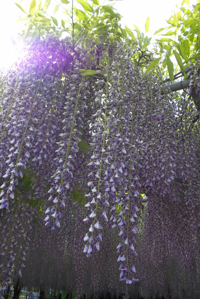 2015/05/03_玉敷公園の藤