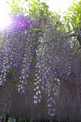 2015/05/03_玉敷公園の藤