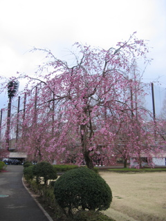 2017/04/01_上平公園の花