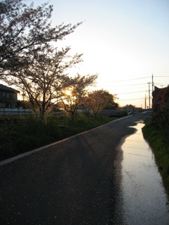 2017/04/15_夕暮れ桜と水溜まり