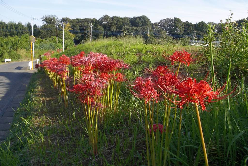 2015/09/22_彼岸花