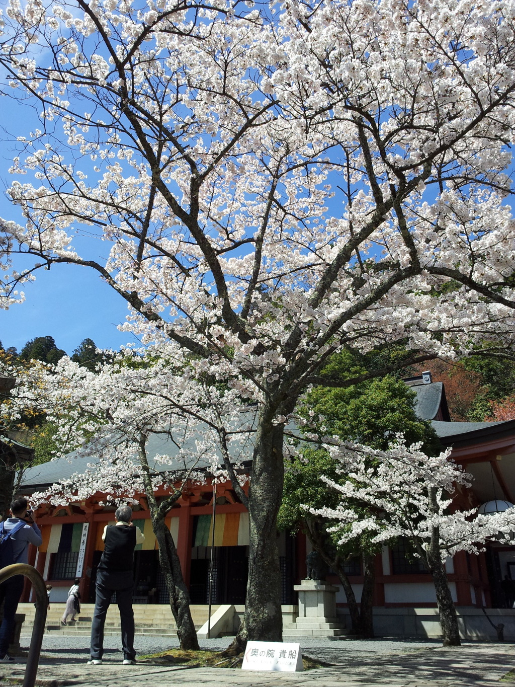 2019/04/13_鞍馬寺 桜と本殿金堂