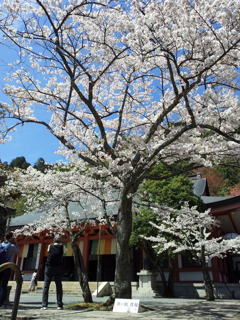 2019/04/13_鞍馬寺 桜と本殿金堂