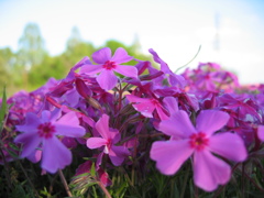 2017/04/23_花の丘農林公苑の芝桜