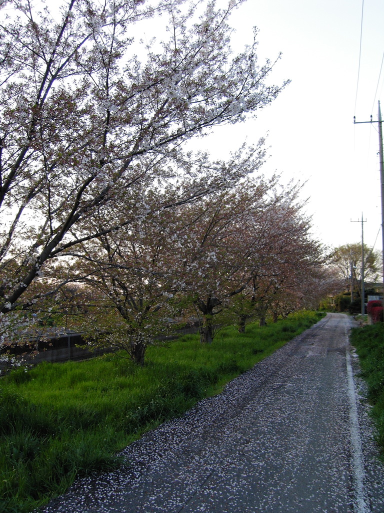 2017/04/15_桜の道