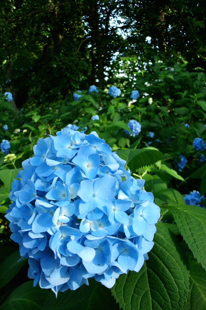 2014/06/15_伊奈アジサイ園