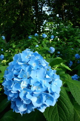 2014/06/15_伊奈アジサイ園