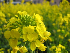 2016/03/26_菜の花