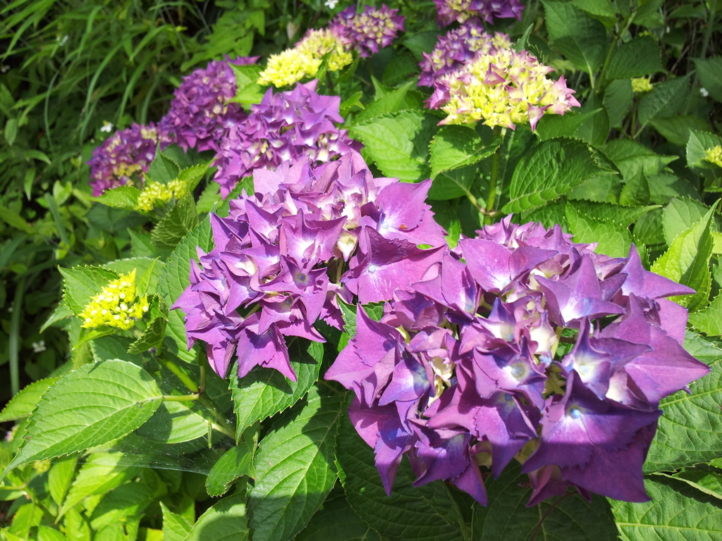 2018/06/16_天神山の紫陽花