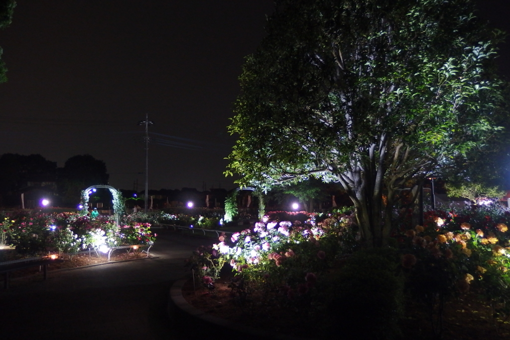 2015/05/17_夜の伊奈バラ園