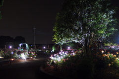 2015/05/17_夜の伊奈バラ園