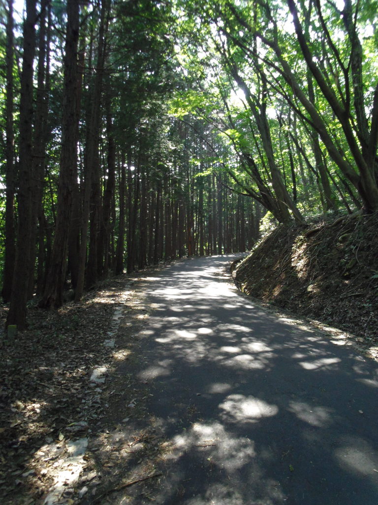 2017/09/10_木漏れ日の林道