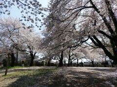 2019/04/06_氷川児童公園の桜