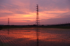 2015/06/14_水田の夕暮れ