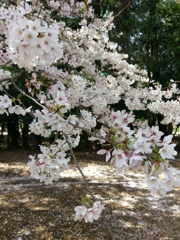 2019/04/06_氷川児童公園の桜