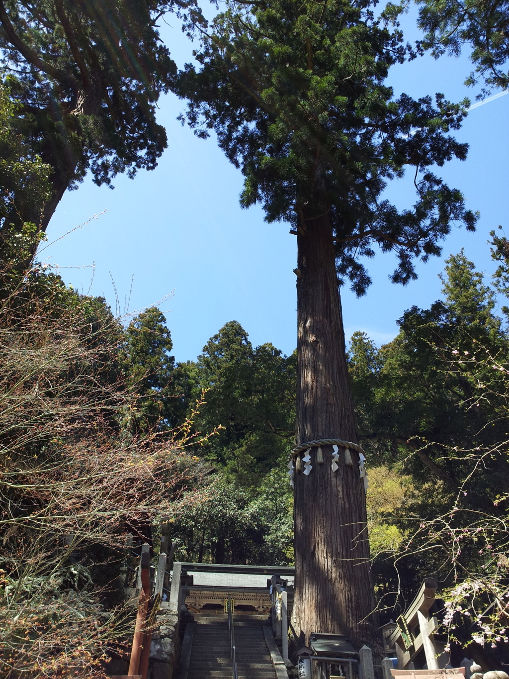 2019/04/13_由岐神社 御神木の大杉