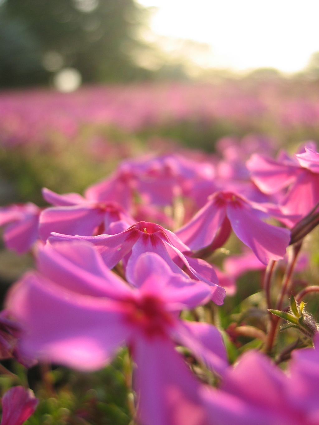 2017/04/30_花の丘農林公苑の夕暮れ芝桜