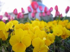 2017/04/02_花の丘農林公苑の花