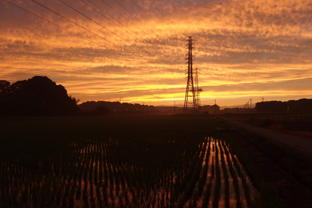 2015/06/27_水田の夕暮れ