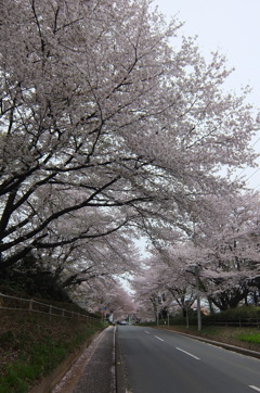 2015/04/04_無線山の桜