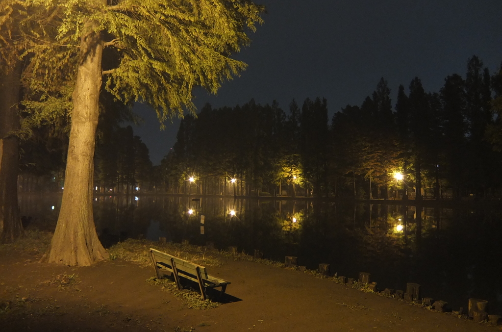 2014/11/02_夜の別所沼公園
