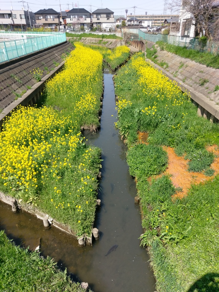 2019/04/06_芝川の菜の花