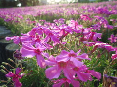 2017/04/30_花の丘農林公苑の夕暮れ芝桜