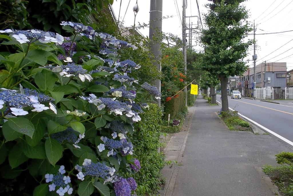 2015/06/20_幸せの（?）黄色い旗