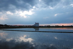 2016/06/26_水田の夕暮れ
